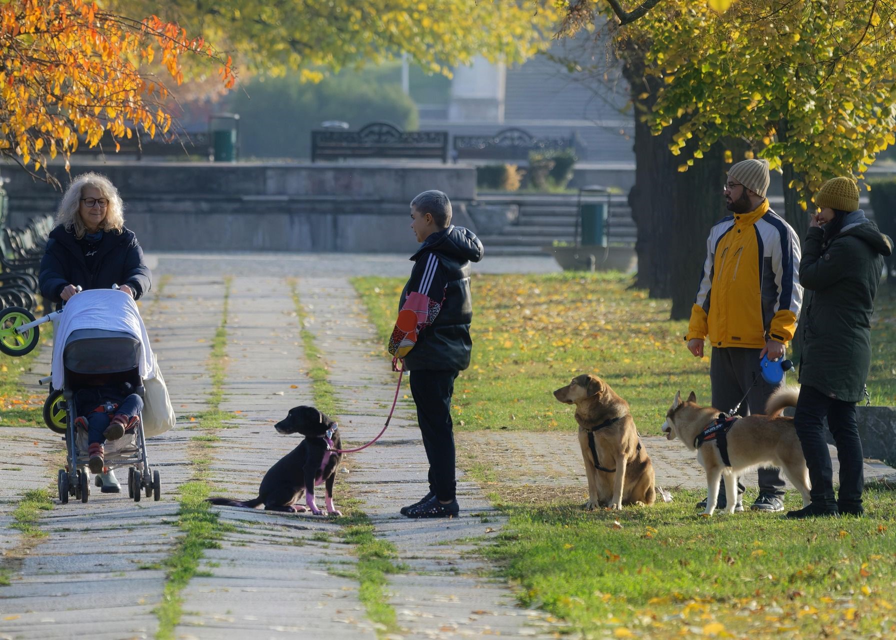 Hund im Alltagstraining