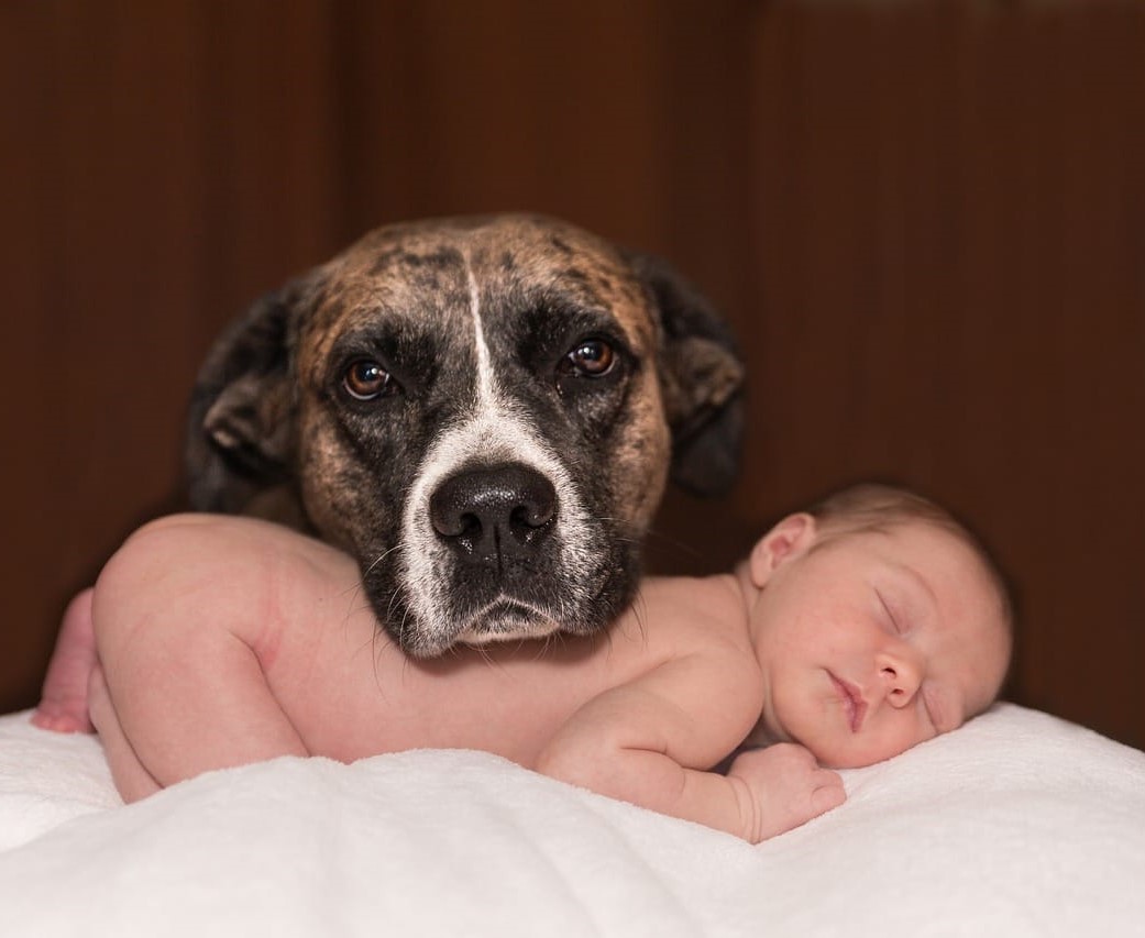 Hund liegt ruhig neben einem schlafenden Baby