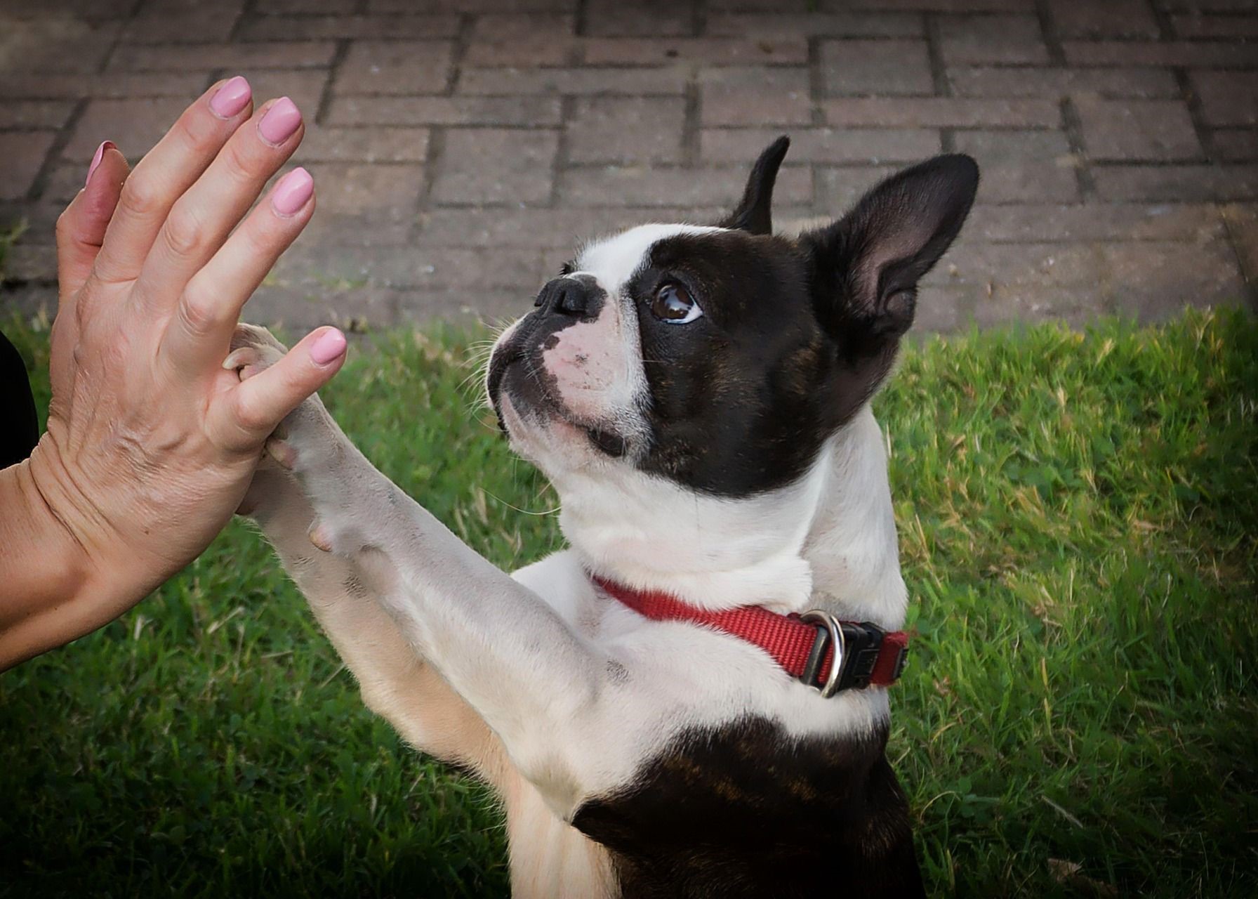 Futterberatung für Hunde