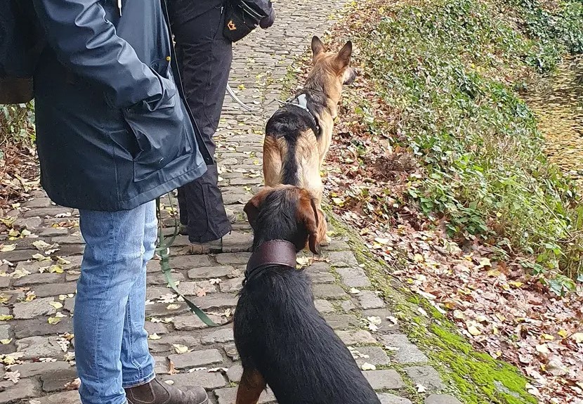 Welpe entspannt im Alltagstraining