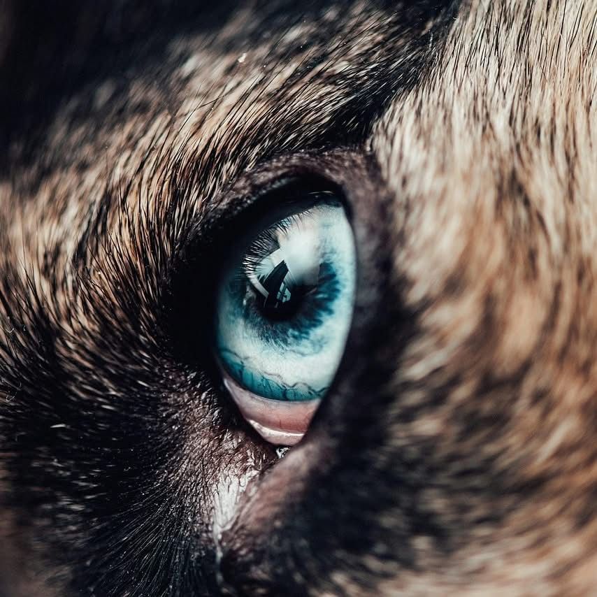 Nahaufnahme eines Hundeauges