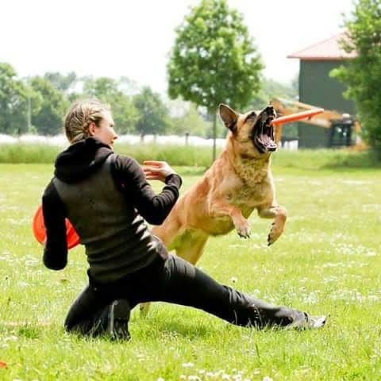 Hund beim Frisbee-Training