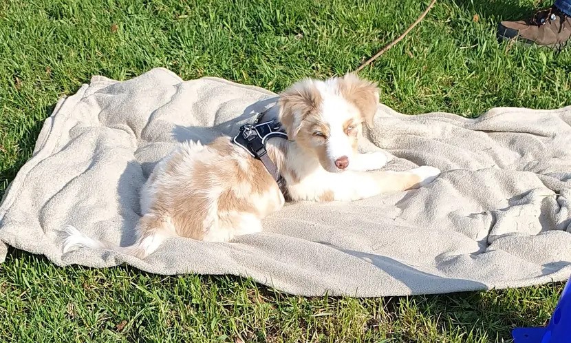 Hundetraining im Alltag mit mehreren Hunden