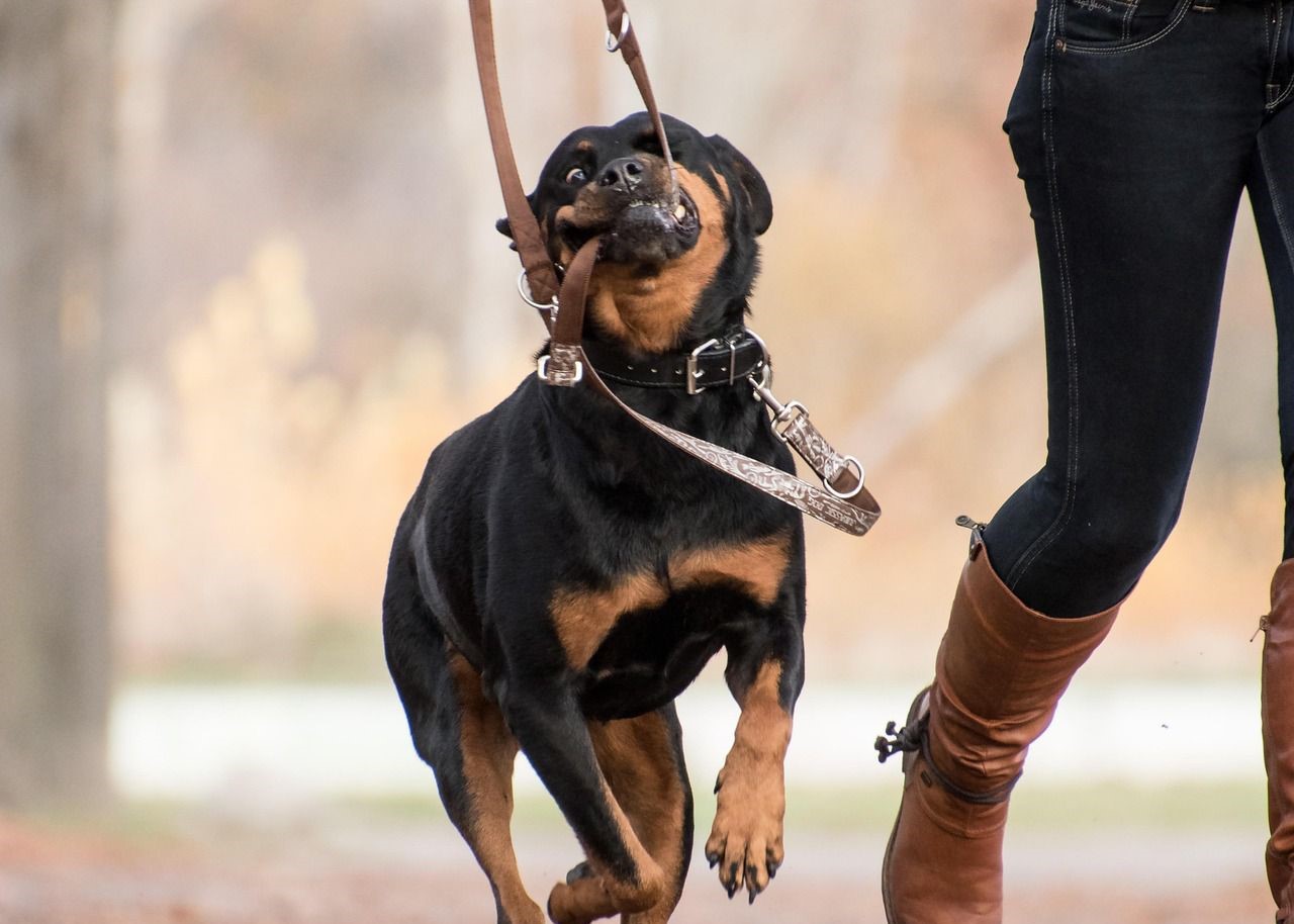 Urlaubsbetreuung für Hunde