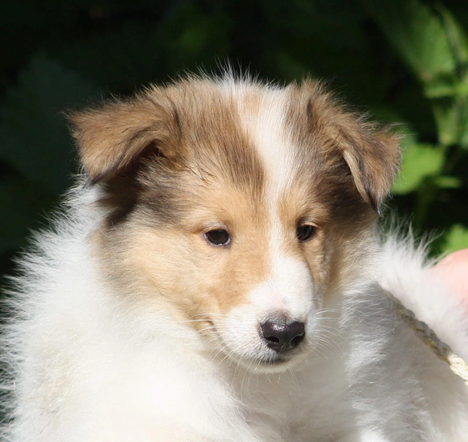 Tigger – Amerikanischer Collie, Assistenzhund für PSB