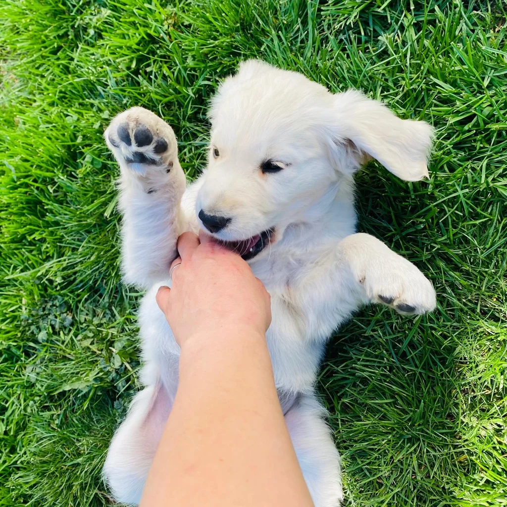 Emmi – Golden Retriever, PSB-Assistenzhündin