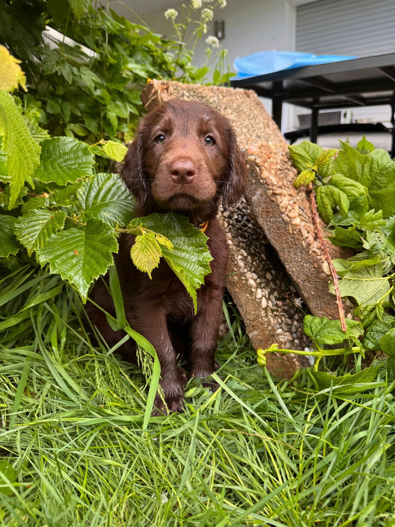 Amra – Flat Coated Retriever, PSB- & Autismus-Assistenzhündin