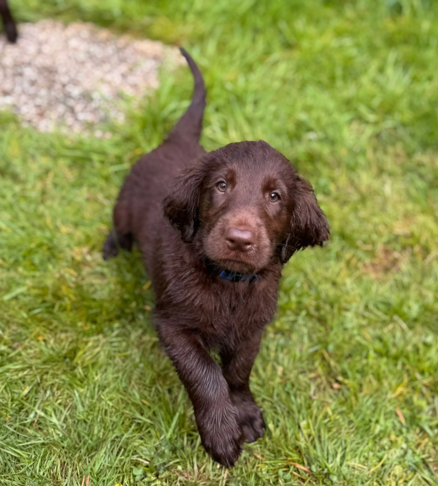 Anton – Flat Coated Retriever, PSB- & Autismus-Assistenzhund mit großem Herzen.