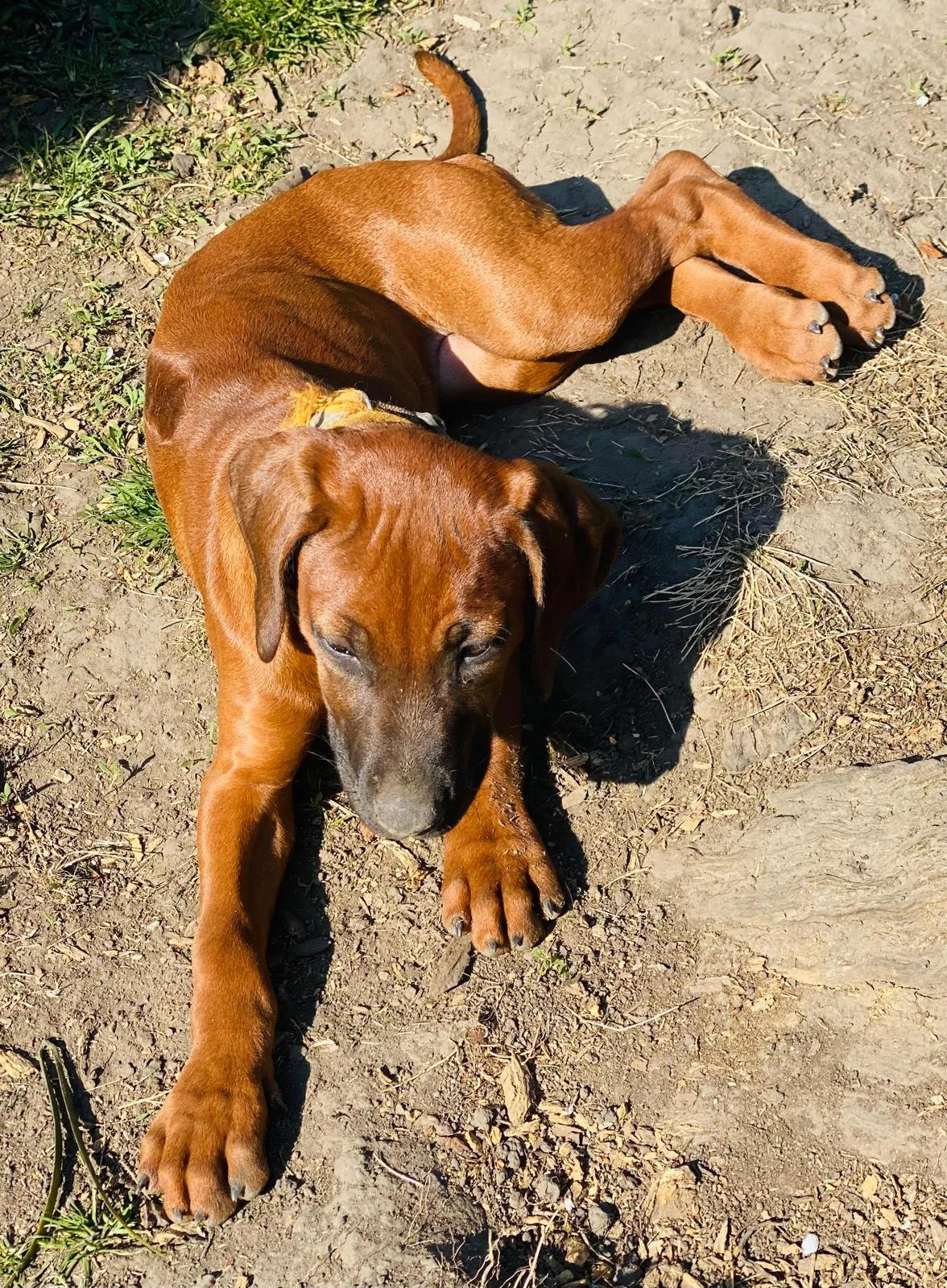 Fjella – Hündin, PSB-Assistenzhündin