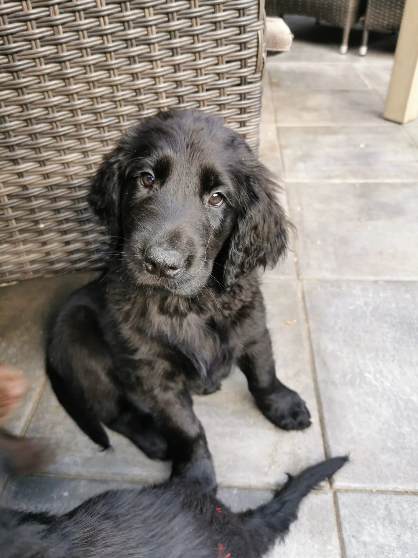 Sunny – Flatcoated Retriever Rüde, Autismus- & LPF-Assistenzhund