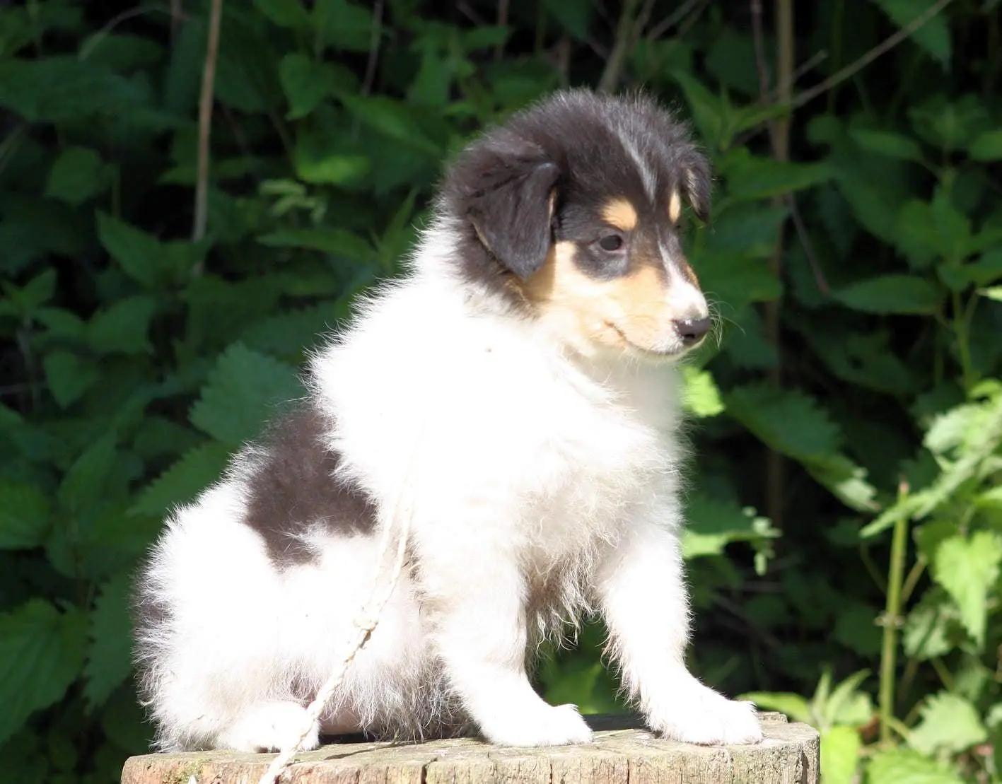 Tinkabelle – Amerikanische Collie-Hündin, PSB-Assistenzhündin