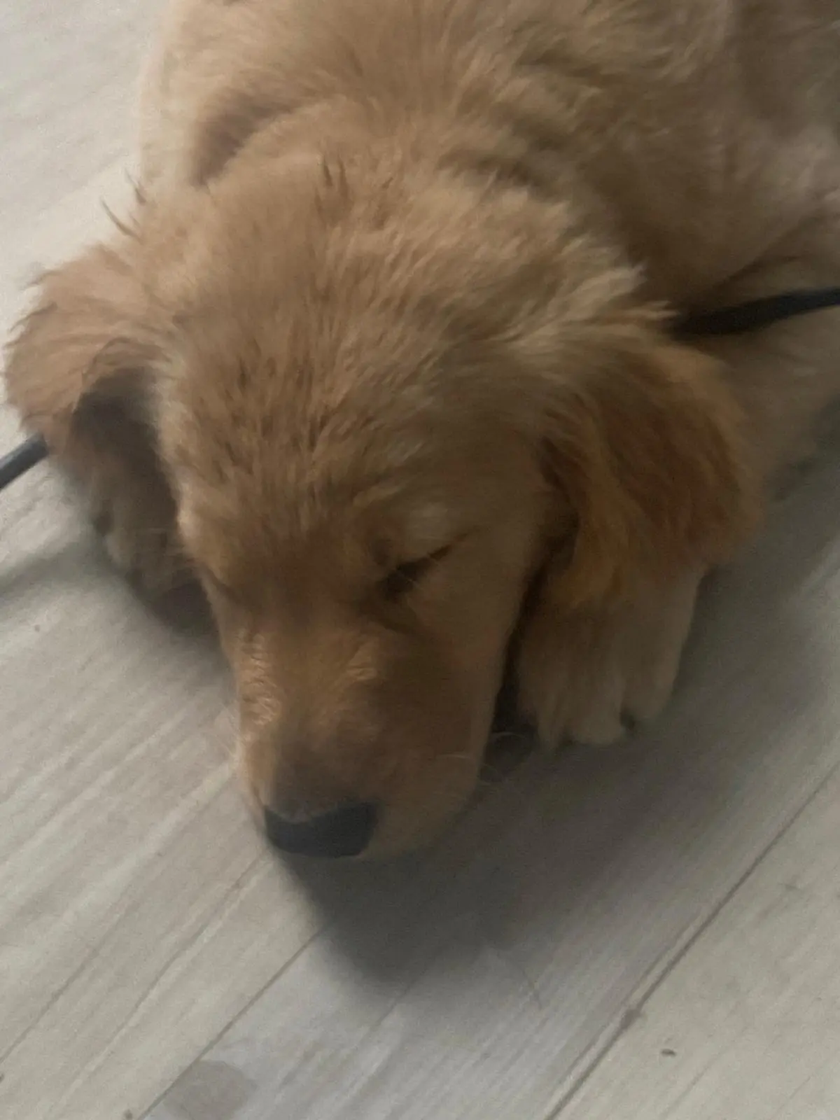 Yuna – Flatcoated Retriever Hündin, Autismus- & LPF-Assistenzhündin