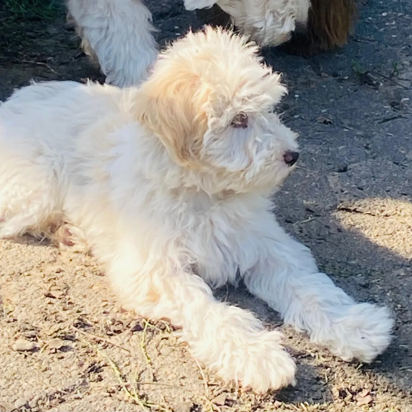 Amica – Tibetdoodle F1n, PSB-Assistenzhündin