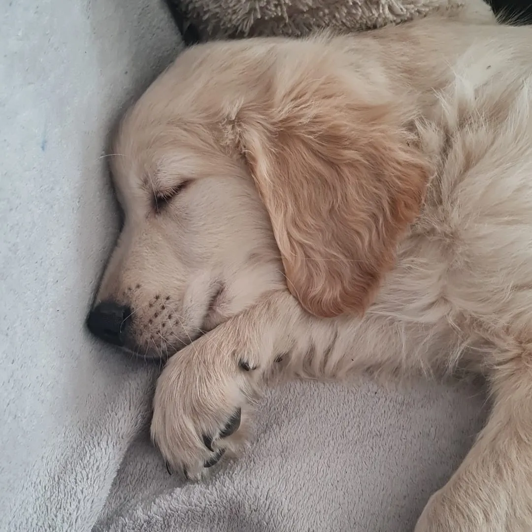 Edgar – Golden Retriever, PSB-Assistenzhund