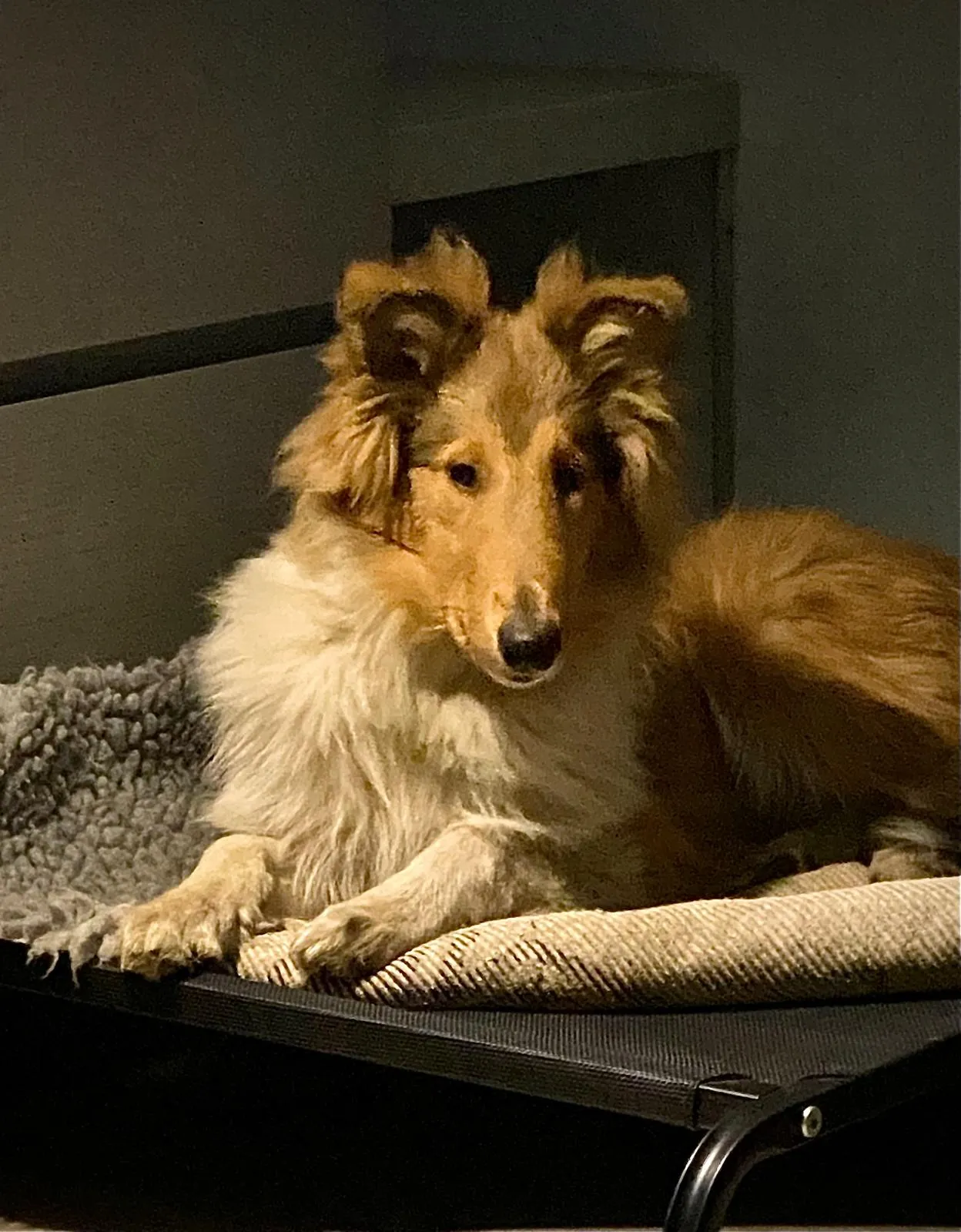 Ruby – Collie, PSB-Assistenzhündin