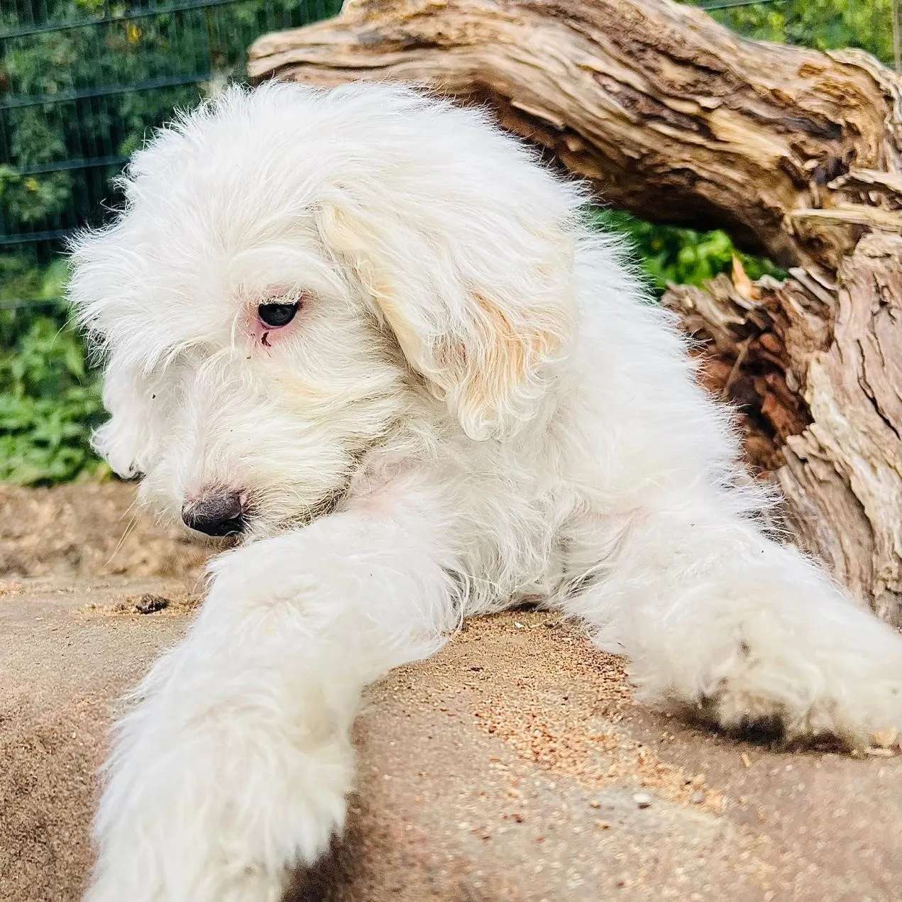 Tisha – Tibetdoodle F1n, PSB-Assistenzhündin