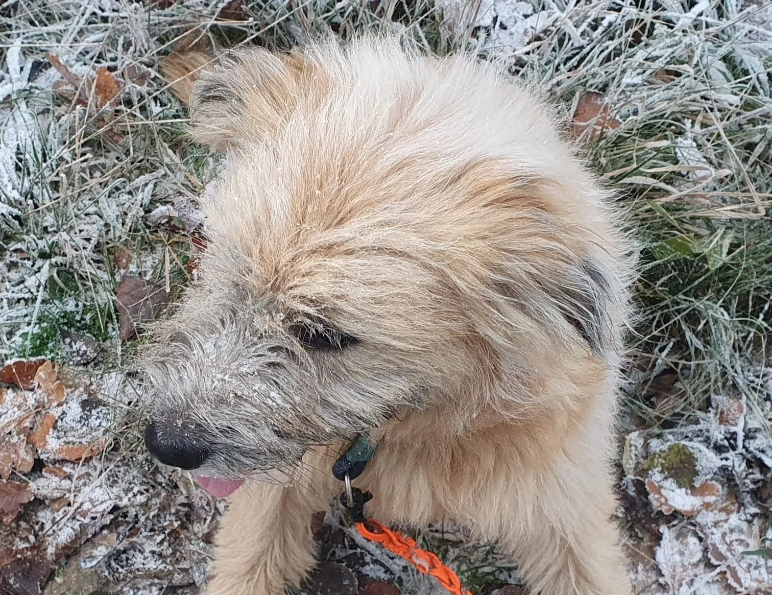 Alma – Eine Assistenzhündin mit Herz, die ihren Menschen gefunden hat