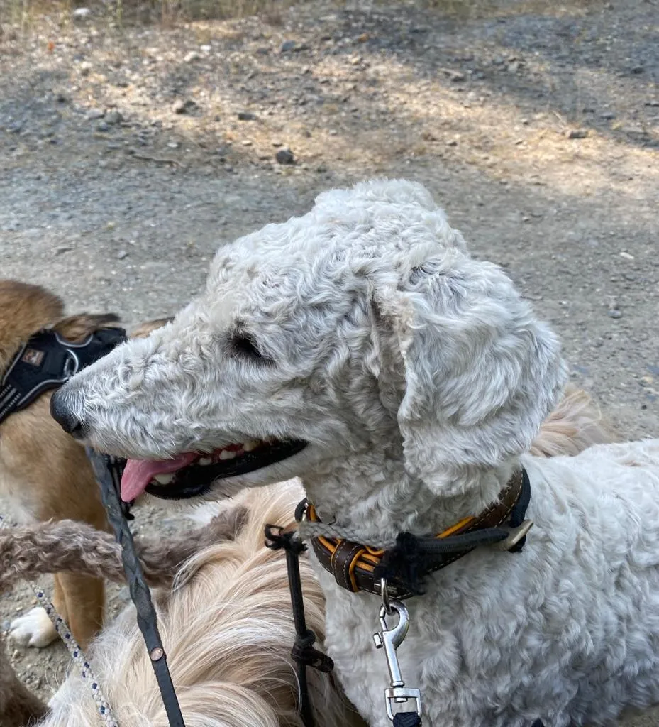 Arezo – Vom Welpen zum treuen Begleiter: schenkt Sicherheit, Nähe und Struktur.