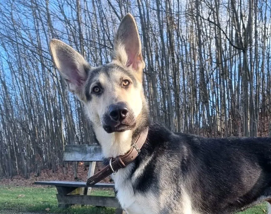 Arwa – Osteuropäische Schäferhündin, Autismus-Assistenzhündin