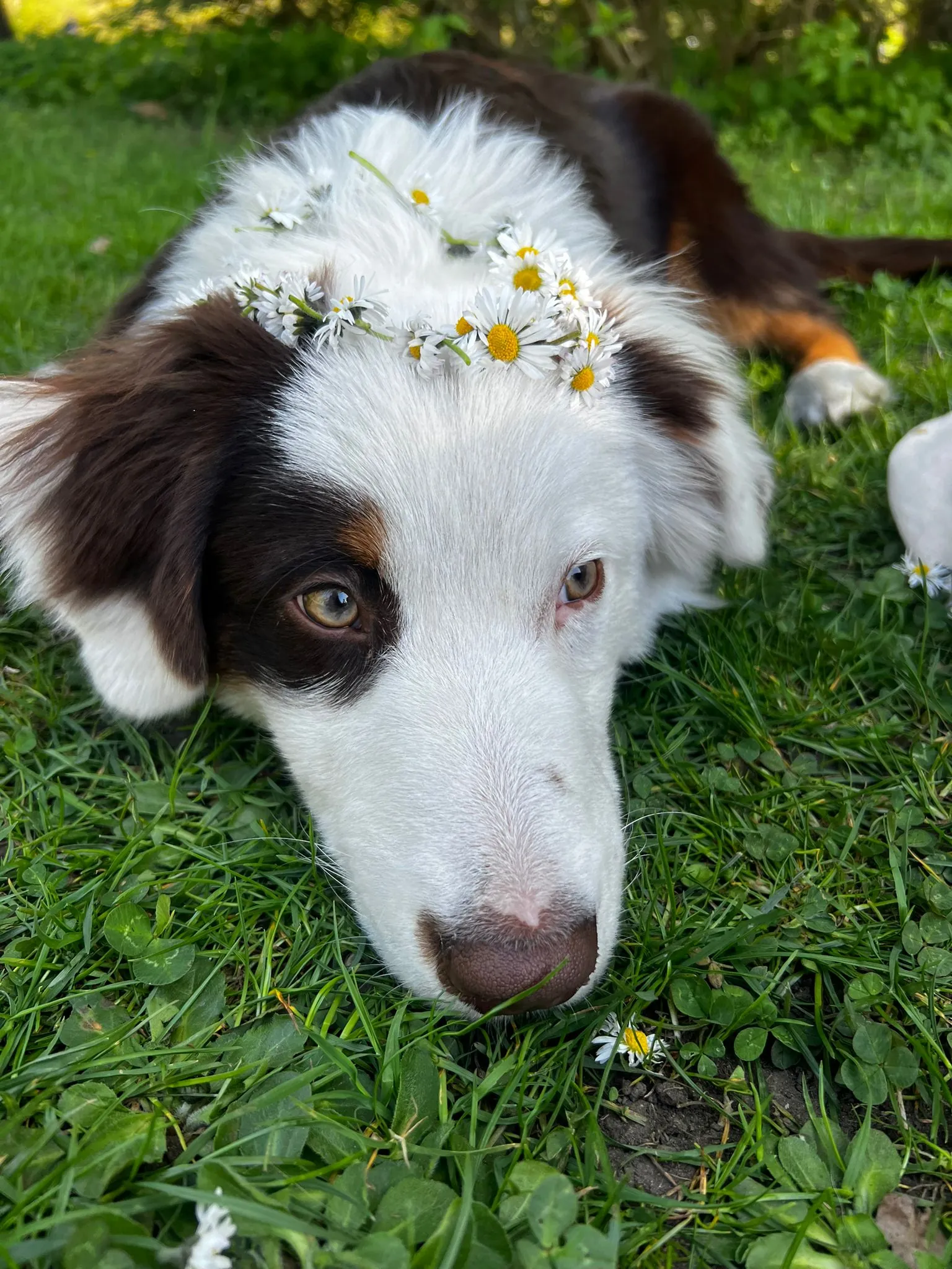 Brownie – Australian Shepherd-Mix, PTBS- und Frühwarnhund