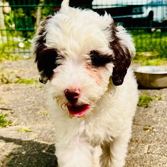 Charly – Tibetdoodle F1b, ein Herzenshund auf vier Pfoten