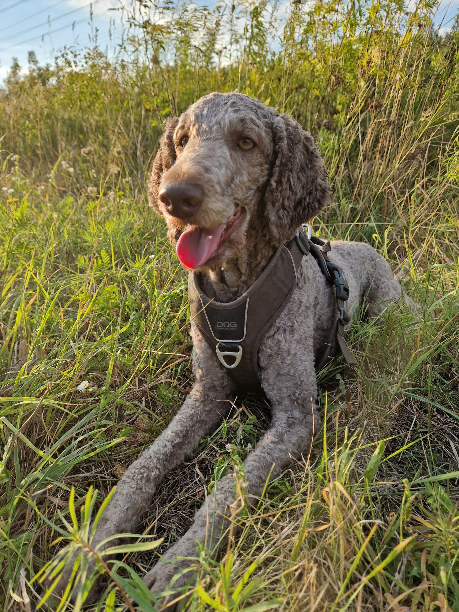 Coffee – Pudel Hündin, PTBS-Assistenzhündin