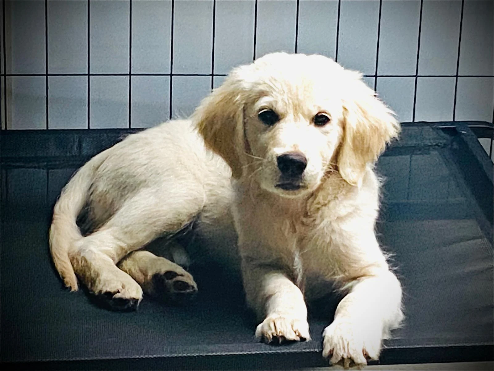Elio – Golden Retriever aus der Showlinie, Dualassistenzhund