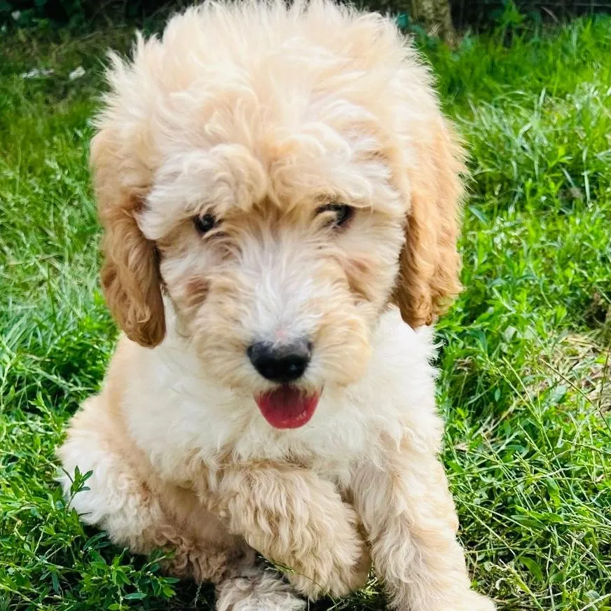 Frieda – Doodle Medium, PTBS-Assistenzhündin