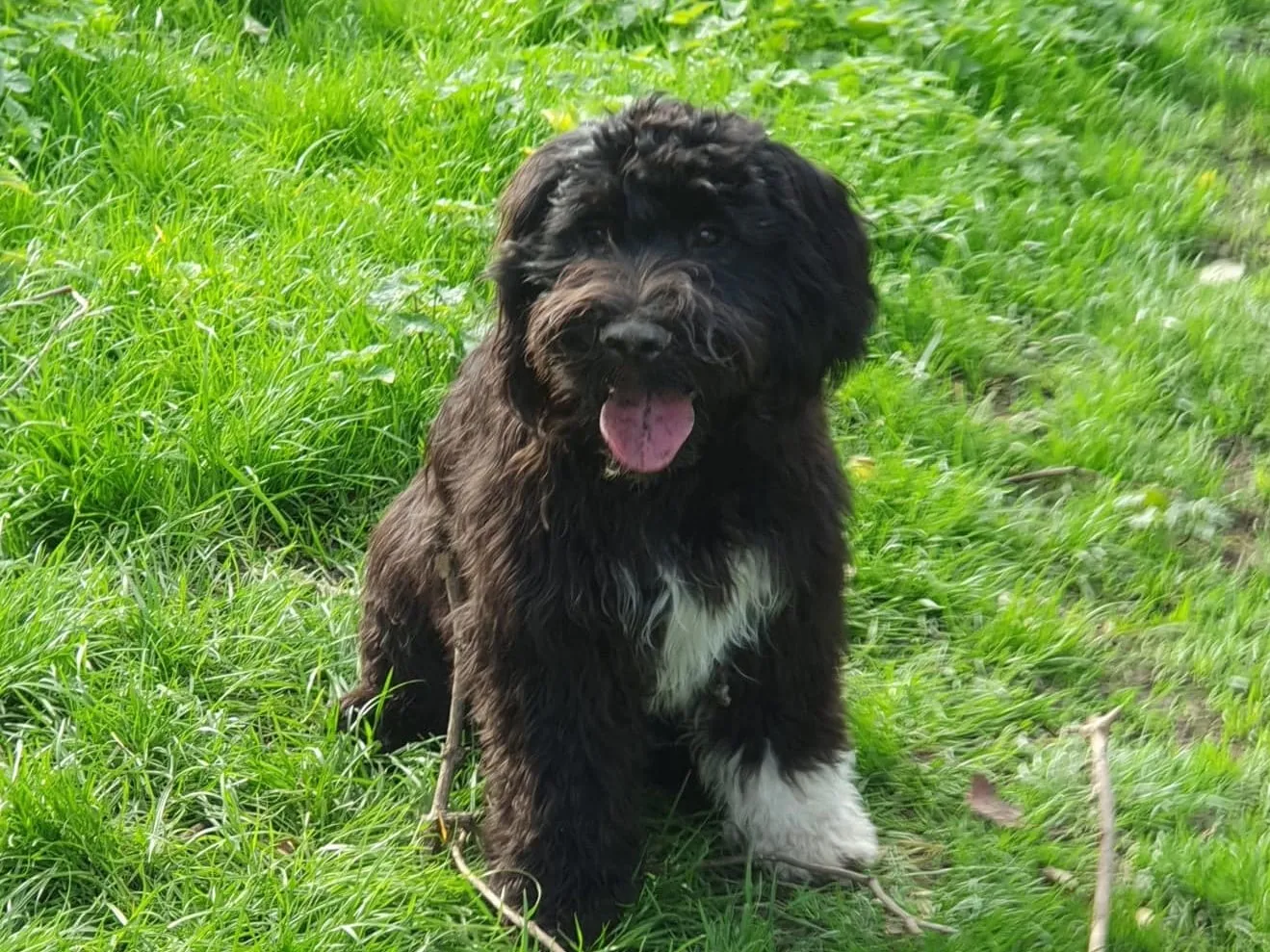 Jona – Portugiesischer Wasserhund, LPF/PTBS-Dual-Assistenzhund