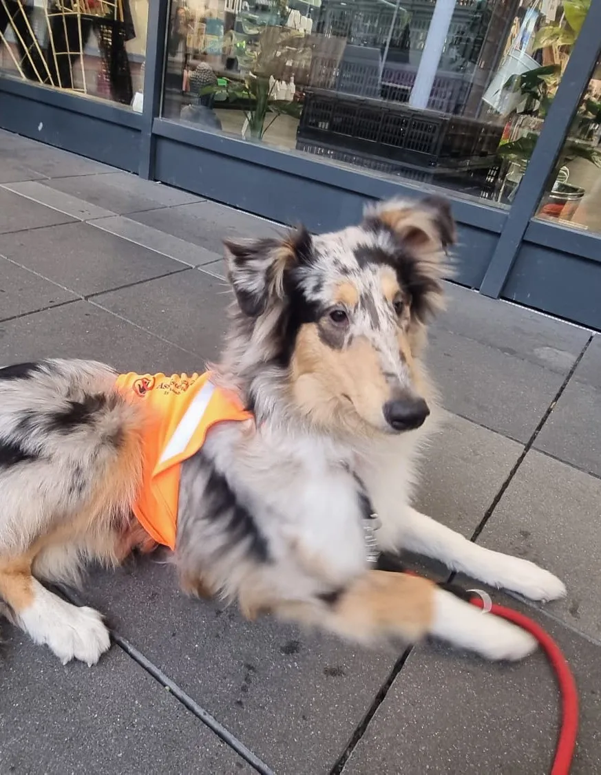 Juli – Amerikanische Collie Hündin