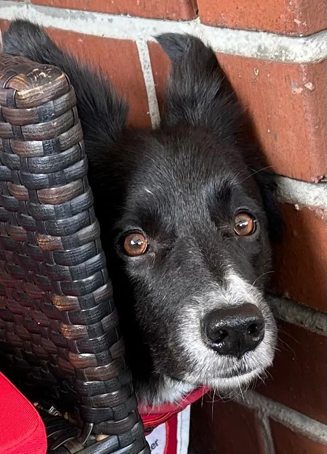 June – Border Collie, PTBS-Assistenzhündin