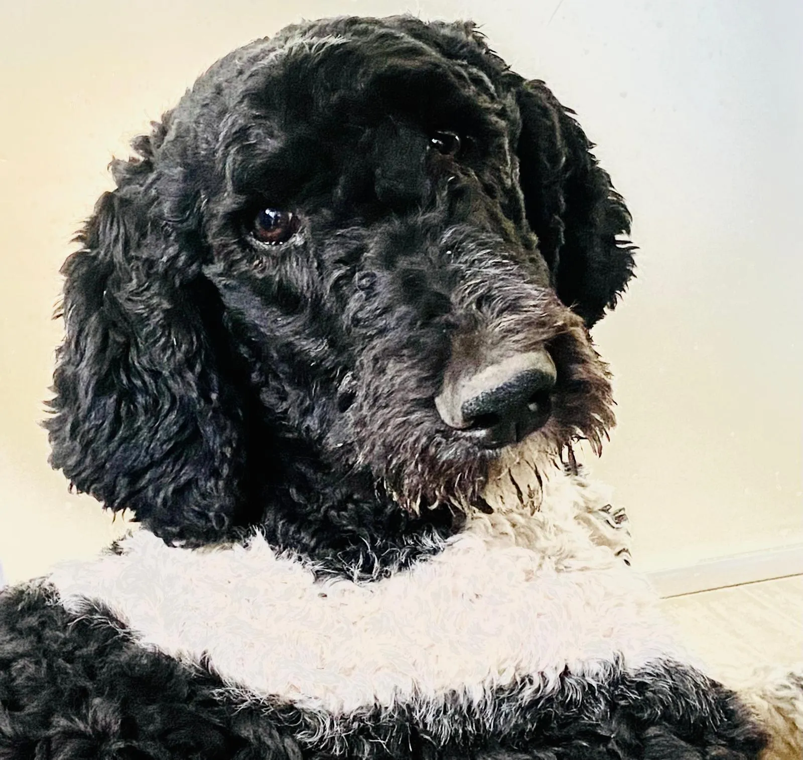 Kara – Königspudel-Hündin, PSB-Assistenzhund