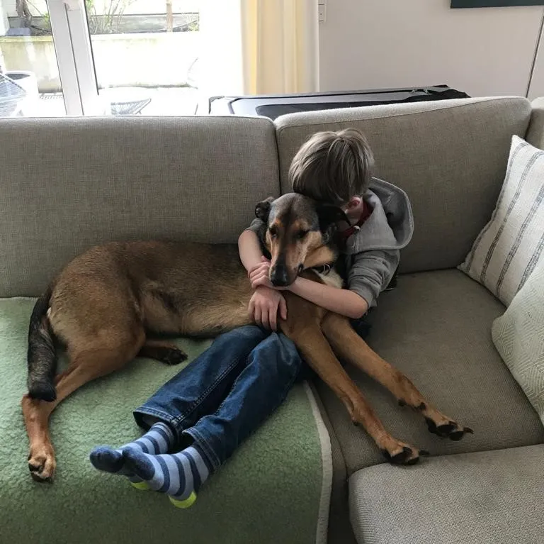 Kiwi – Collie Mischlingshündin, Autismus-Assistenzhündin