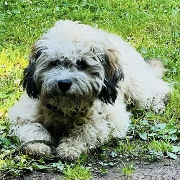 Knöpfchen – Havaneser, lebt bei Anne.