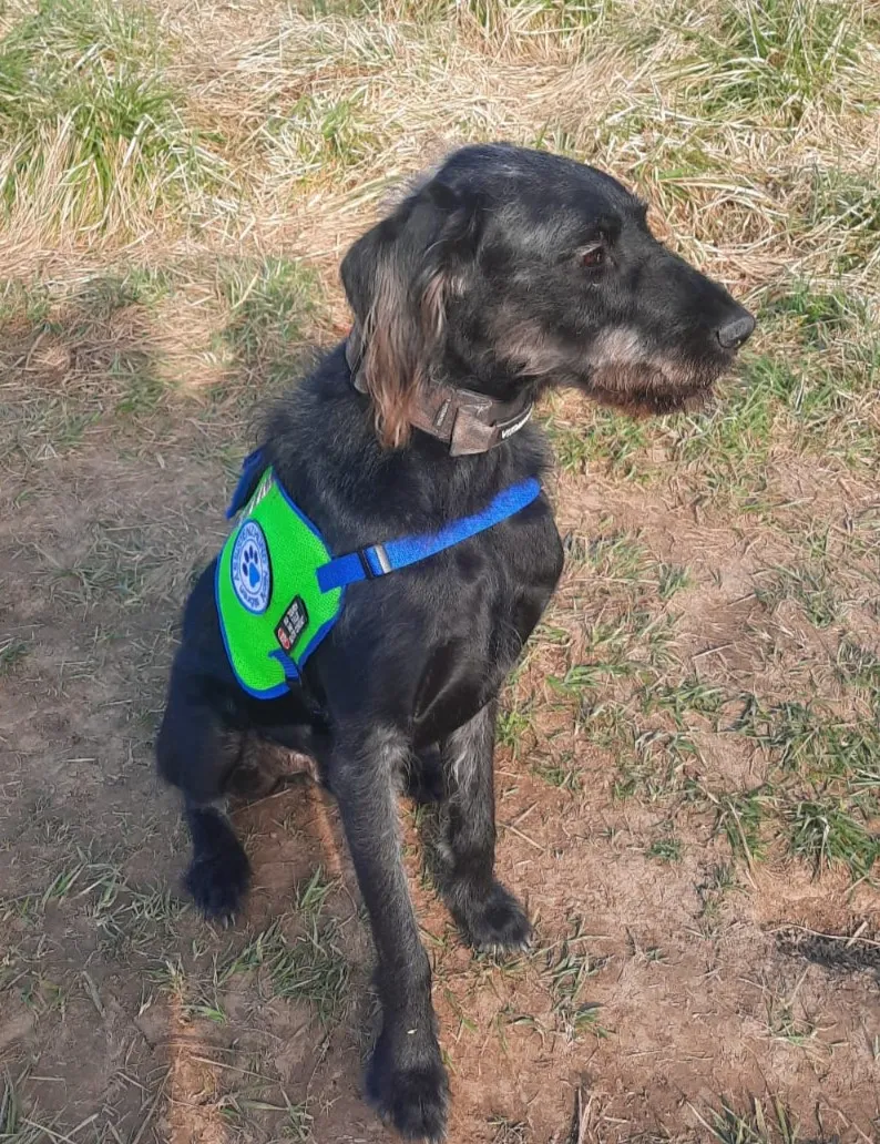 Koda – Doggen Doodle Rüde, PTBS-Assistenzhund