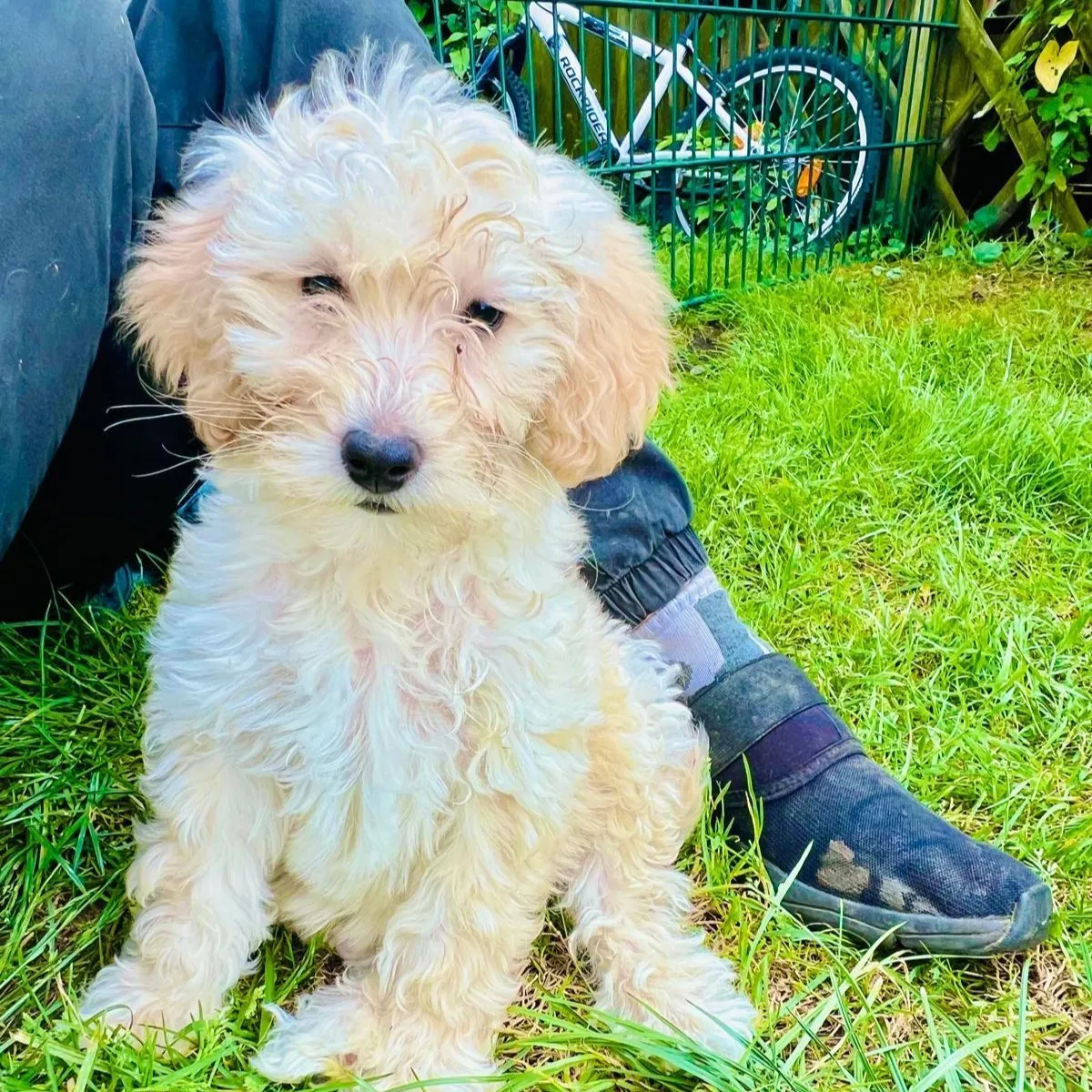 Leni – Doodle Medium, PTBS-Assistenzhündin