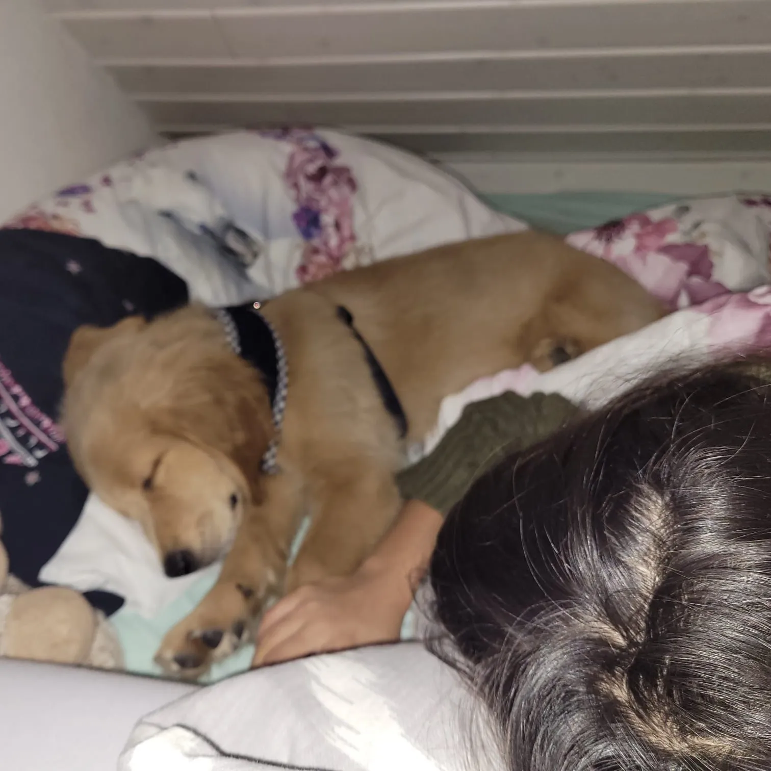 Lua – Golden Retriever, PSB-Assistenzhündin, lebt in der Schweiz.