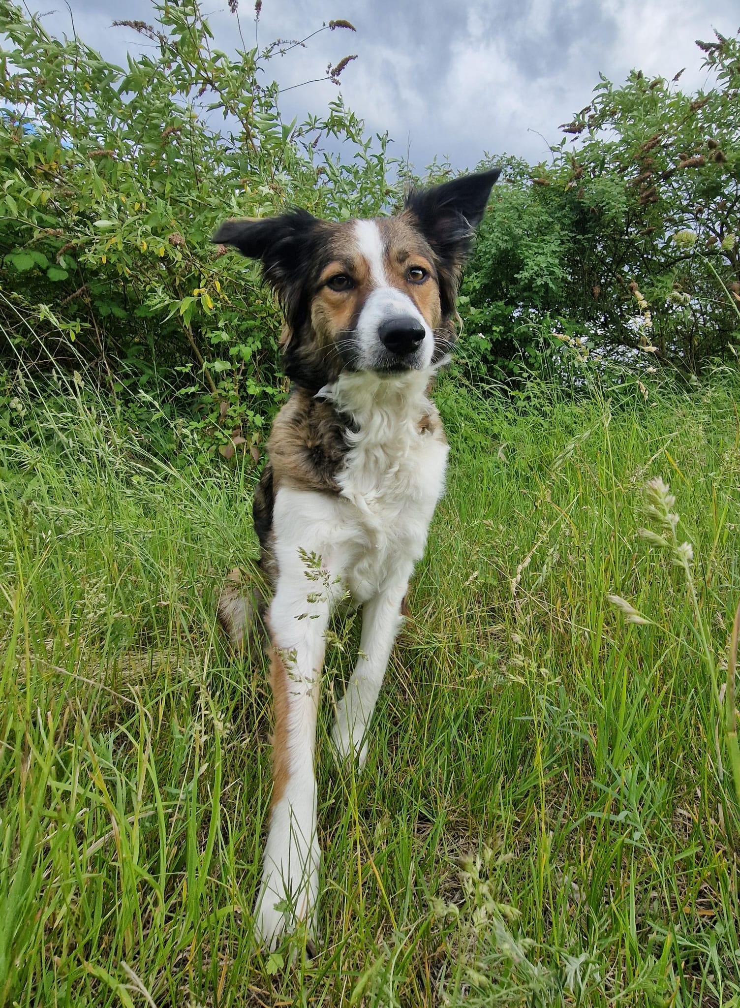 Mila – Border Collie Hündin, ESP-Assistenzhündin