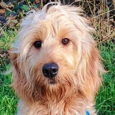 Mina – Goldendoodle Hündin, PTBS-Assistenzhündin