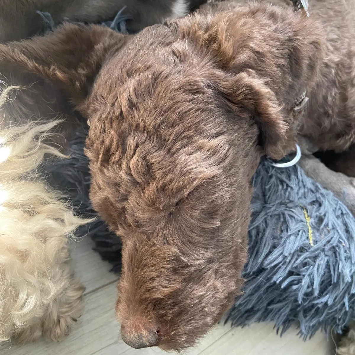 Nevi – Medium-Doodle, ESP-Dog (Emotional Support Dog)