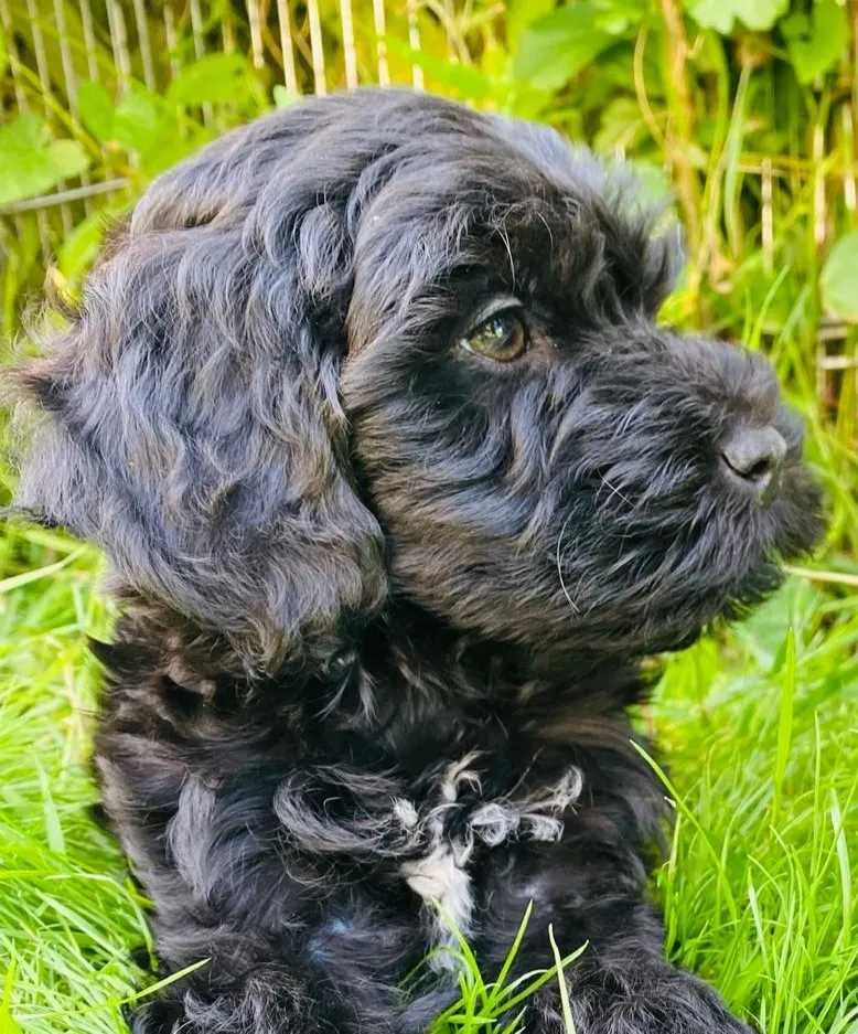 Orsa – Doodlehündin, PTBS-Assistenzhündin