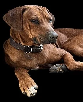 Peaches – Rhodesian Ridgeback Hündin, PTBS-Assistenzhündin