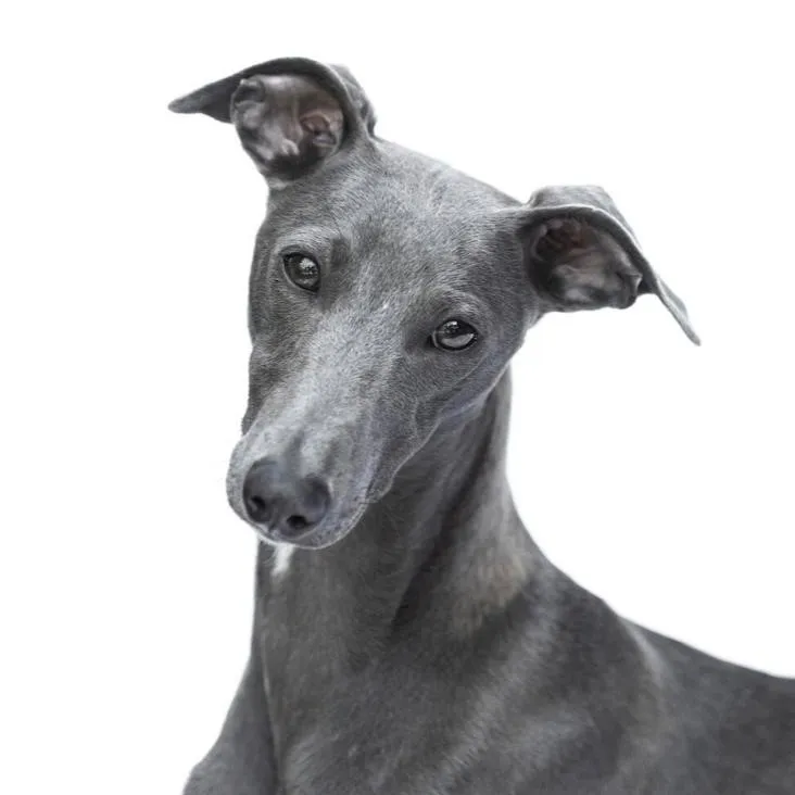 Pepino – Windspiel-Whippet Mix, PSB- und Frühwarn Assistenzhund