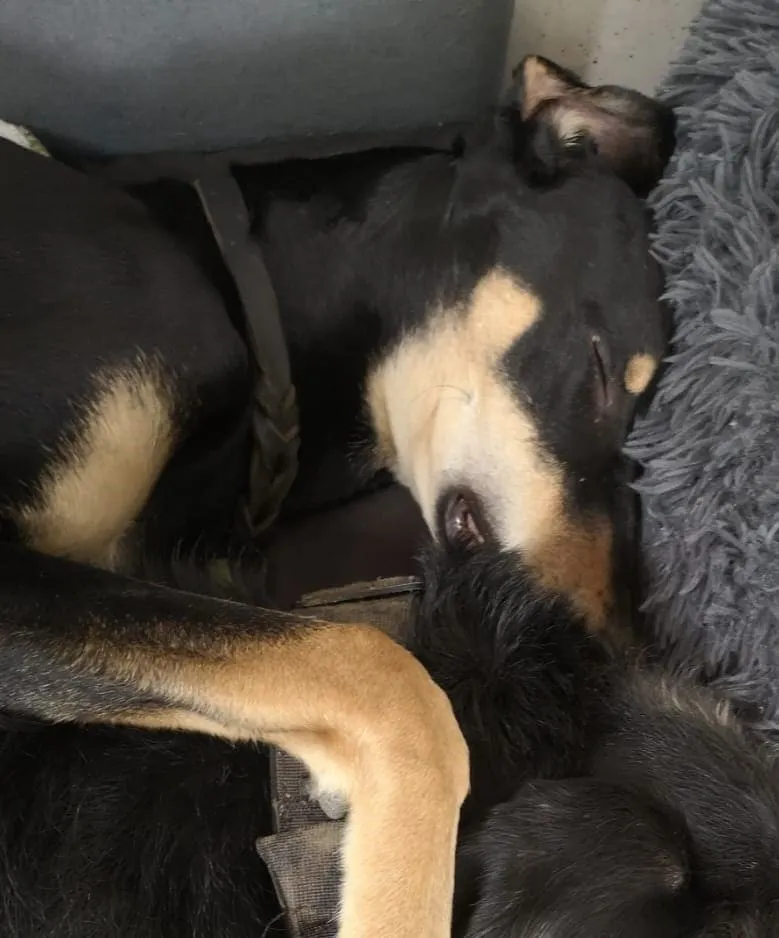 Remo – PTBS-Assistenzhund