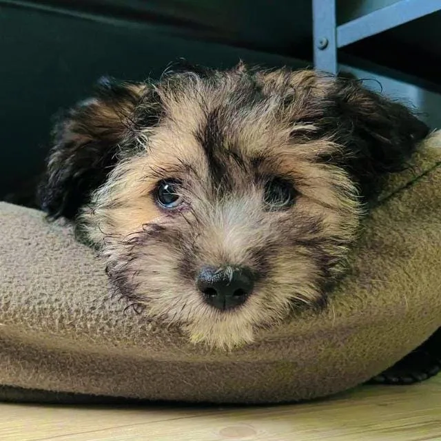 Saja – Havaneser Hündin, lebt bei Anne – und ist unverkäuflich.