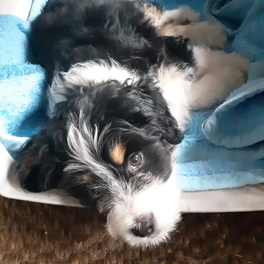 Skadi – Bernerdoodle, Autismus-Assistenzhündin