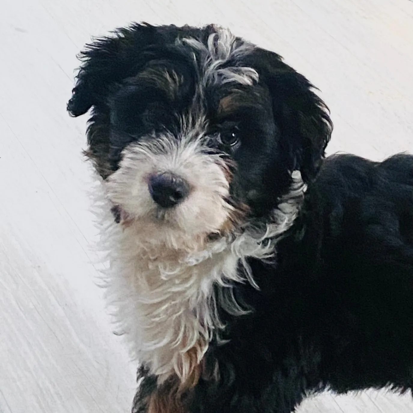 Stella – Bernerdoodle, PTBS-Assistenzhündin