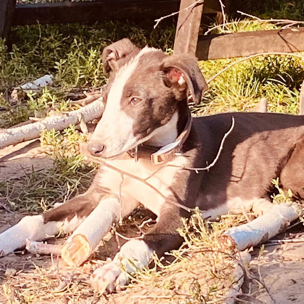 Winnipeg – Whippet, PSB-Assistenzhündin