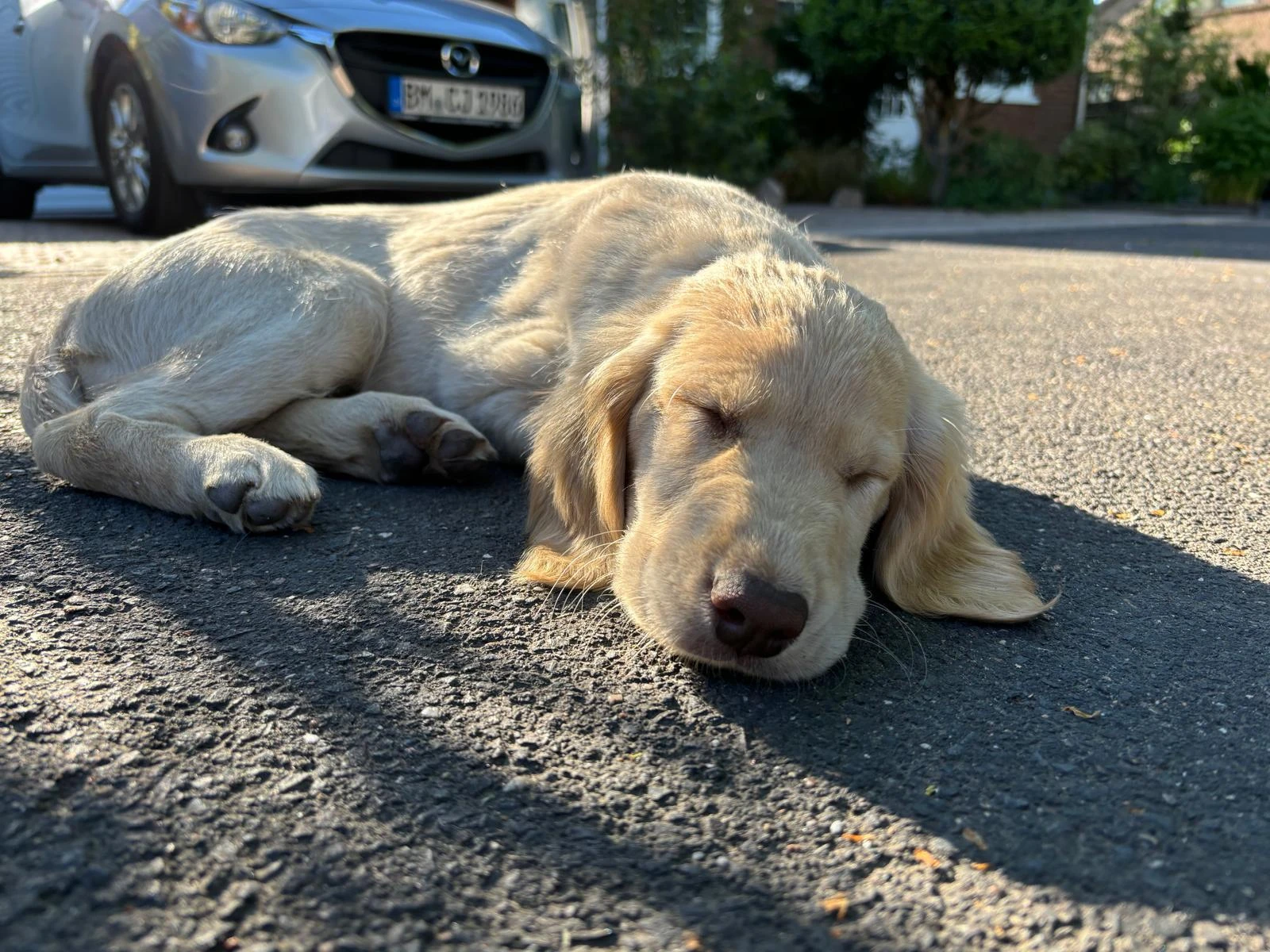 Yara – Labrador-Mix und PSB-Assistenzhündin, sanft, hellwach und tief verbunden mit ihrem Menschen.