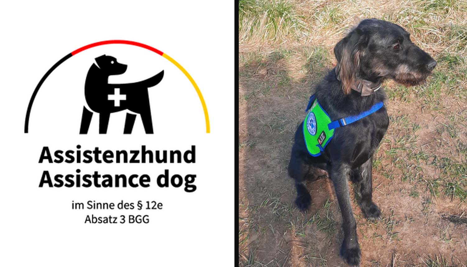 Assistenzhund Koda schaut aufmerksam und ruhig in die Kamera.